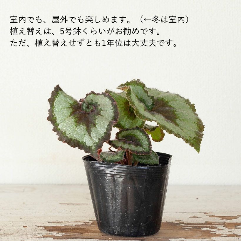 000000002862-06.jpg?size=l&w=