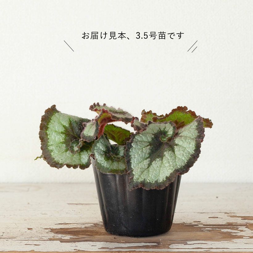 レックスベゴニア・エスカルゴ｜渦巻き模様、葉を楽しむベコニア