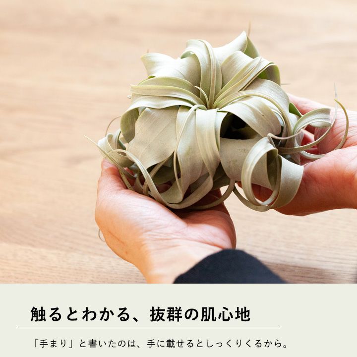 手まり」キセログラフィカ。ボタニカル女子にお勧め！[公式] e-花屋さん