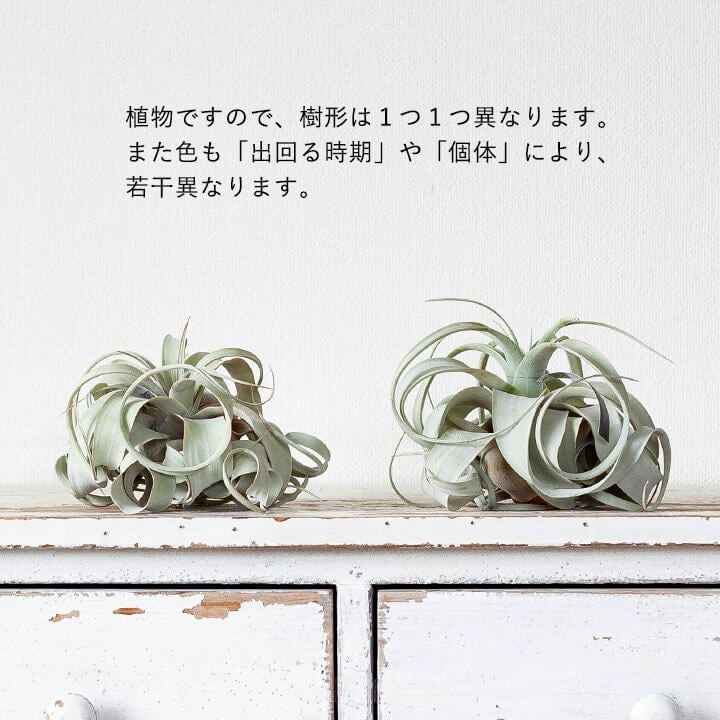 手まり」キセログラフィカ。ボタニカル女子にお勧め！[公式] e-花屋さん