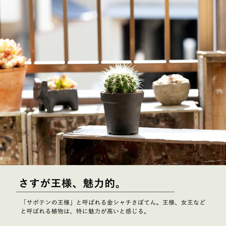 金鯱（キンシャチ）サボテン｜初めての方も安心！お手頃サイズe-花屋さん