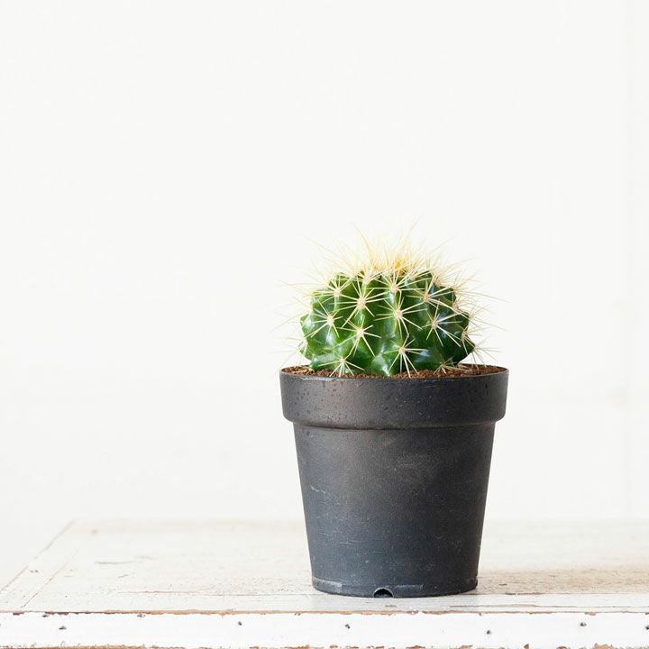 金鯱（キンシャチ）サボテン｜初めての方も安心！お手頃サイズe-花屋さん