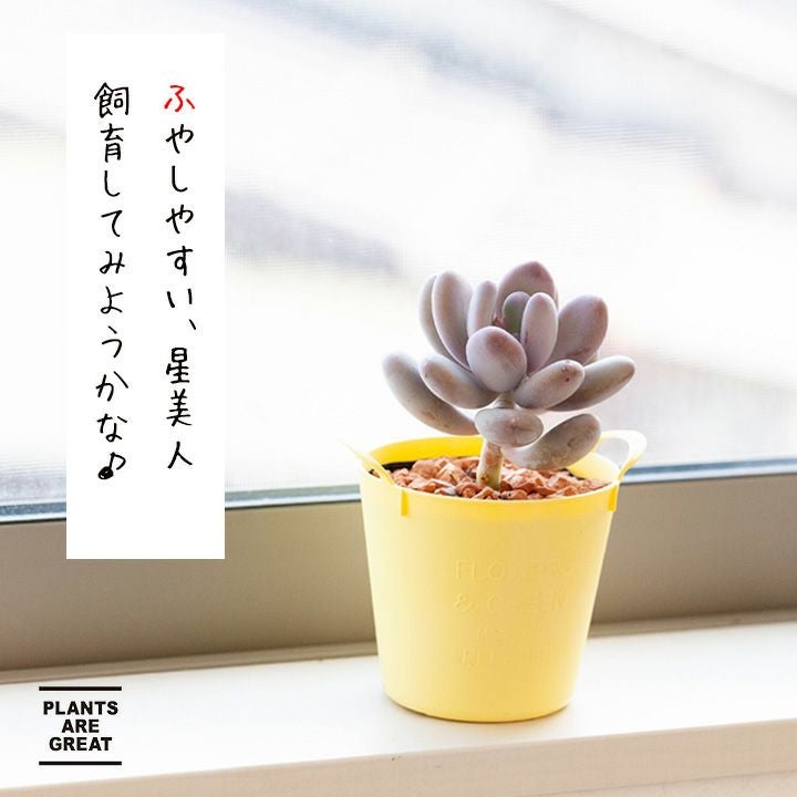 000000002951-02.jpg?size=l&w=