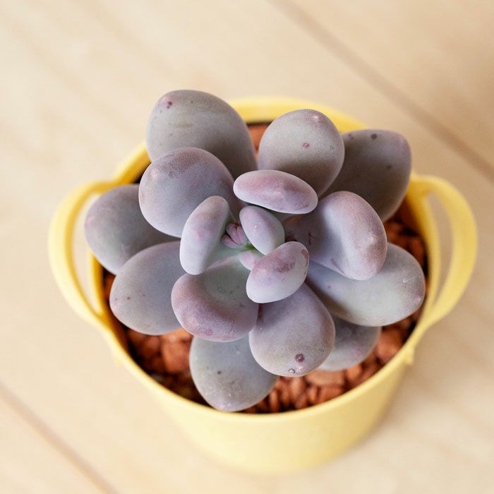 パキフィツム星美人（ぷっくり系多肉植物）育て方付き