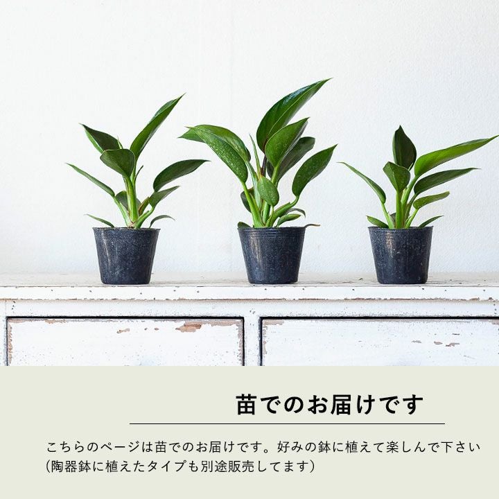 フィロデンドロン・アップル。葉が丸く可愛い[公式] e-花屋さん