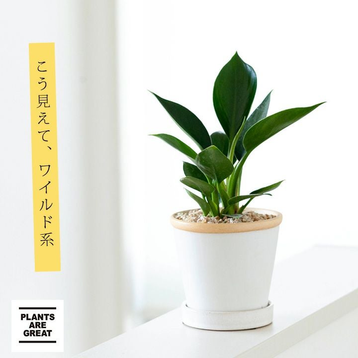 フィロデンドロン・アップルを陶器鉢で｜[公式] e-花屋さん 本店