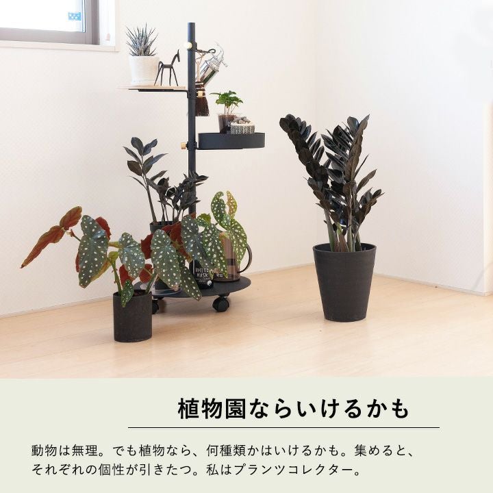 【超希少！このボリュームは出回らないです】ザミオクルカス レイブン 希少な黒色！ザミオクルカス・レイヴンとは｜特徴や育て方を解説