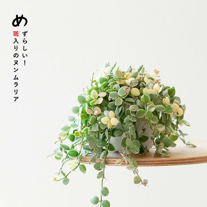 専用！ディスキディ　ヌンムラリア　斑入り 000000003017-01.jpg?size=l&w=