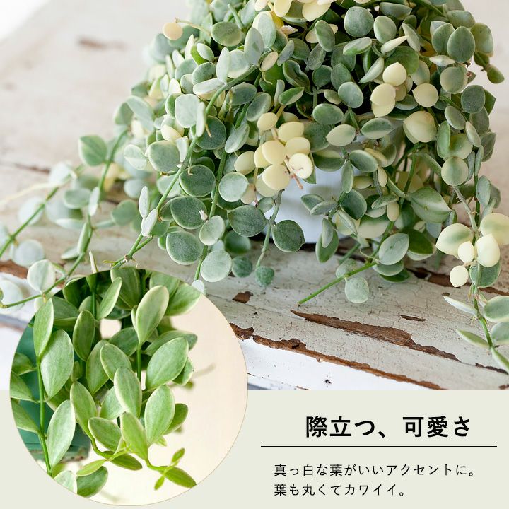 000000003017-02.jpg?size=l&w=