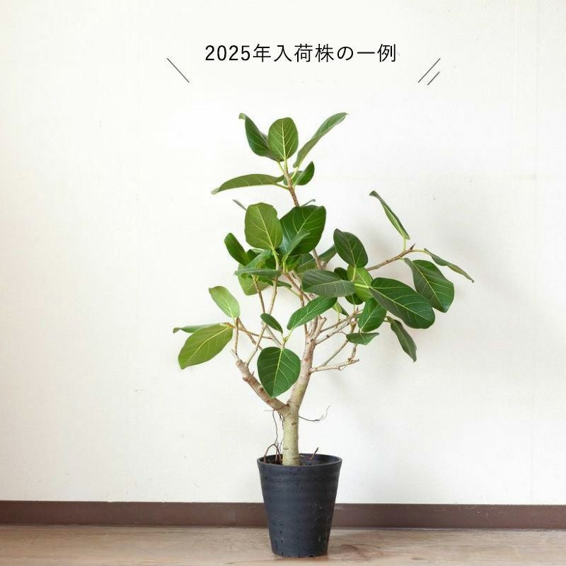ベンガレンシス（ベンガルボタイジュ）幹が太い人気のフィカス