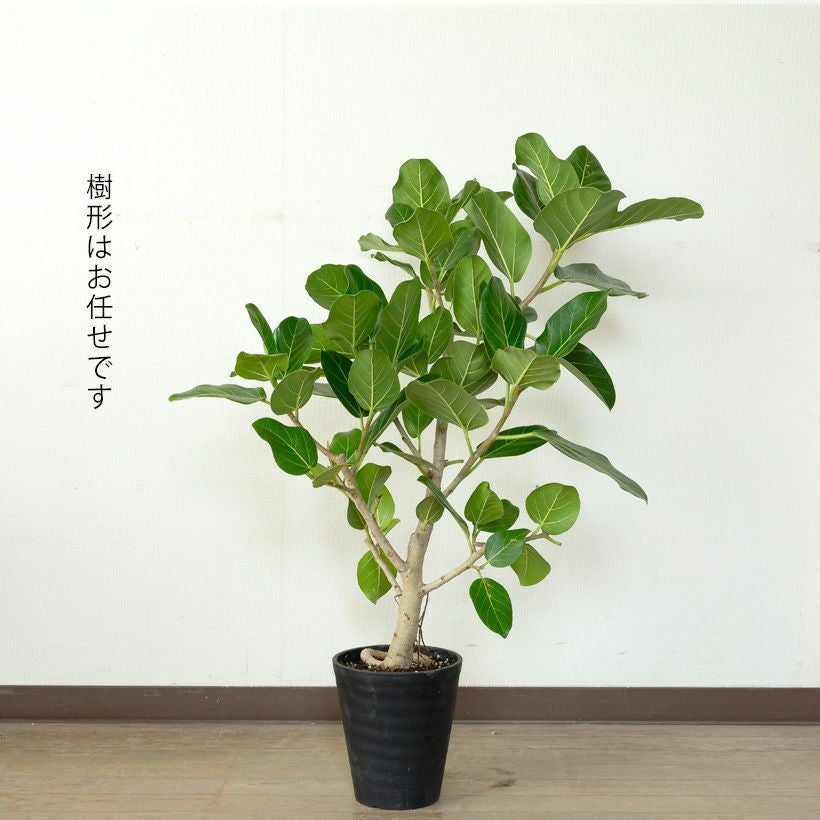 ベンガレンシス（ベンガルボタイジュ）幹が太い人気のフィカス