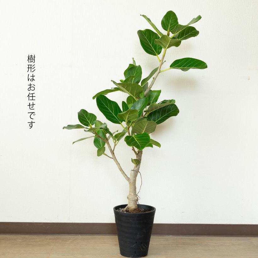 ベンガレンシス（ベンガルボタイジュ）幹が太い人気のフィカス