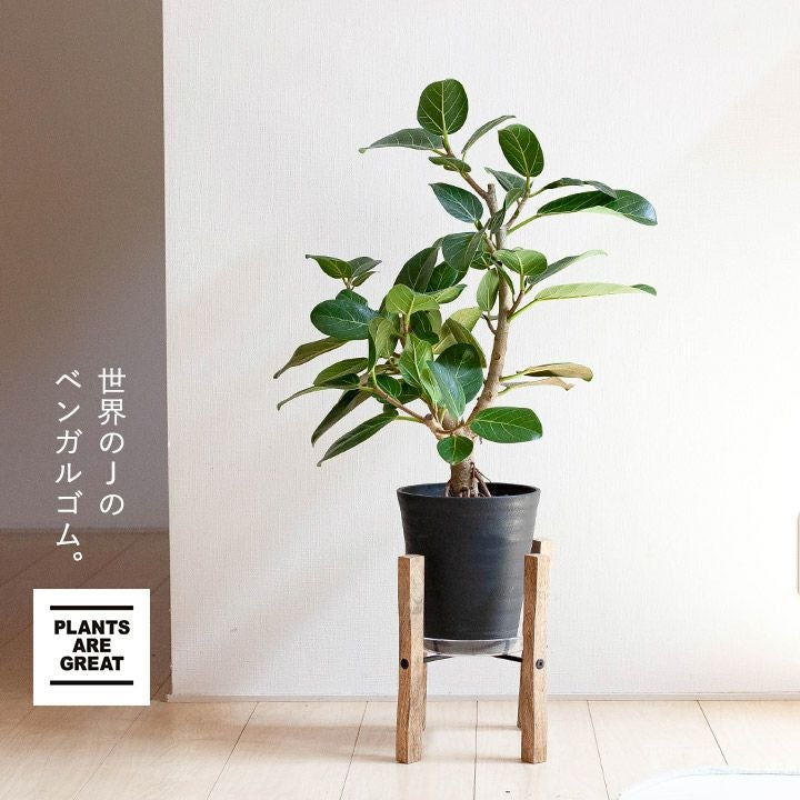 フィカスベンガレンシス「幹太」6号｜コンパクトで飾りやすいe-花屋さん
