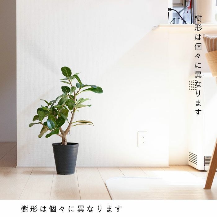 フィカスベンガレンシス「幹太」6号｜コンパクトで飾りやすいe-花屋さん