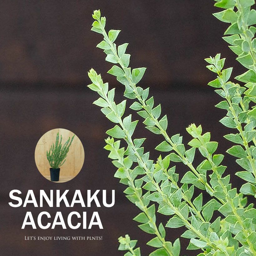 三角葉アカシア（サンカクバ）の鉢植え：高さ60㎝｜e-花屋さん