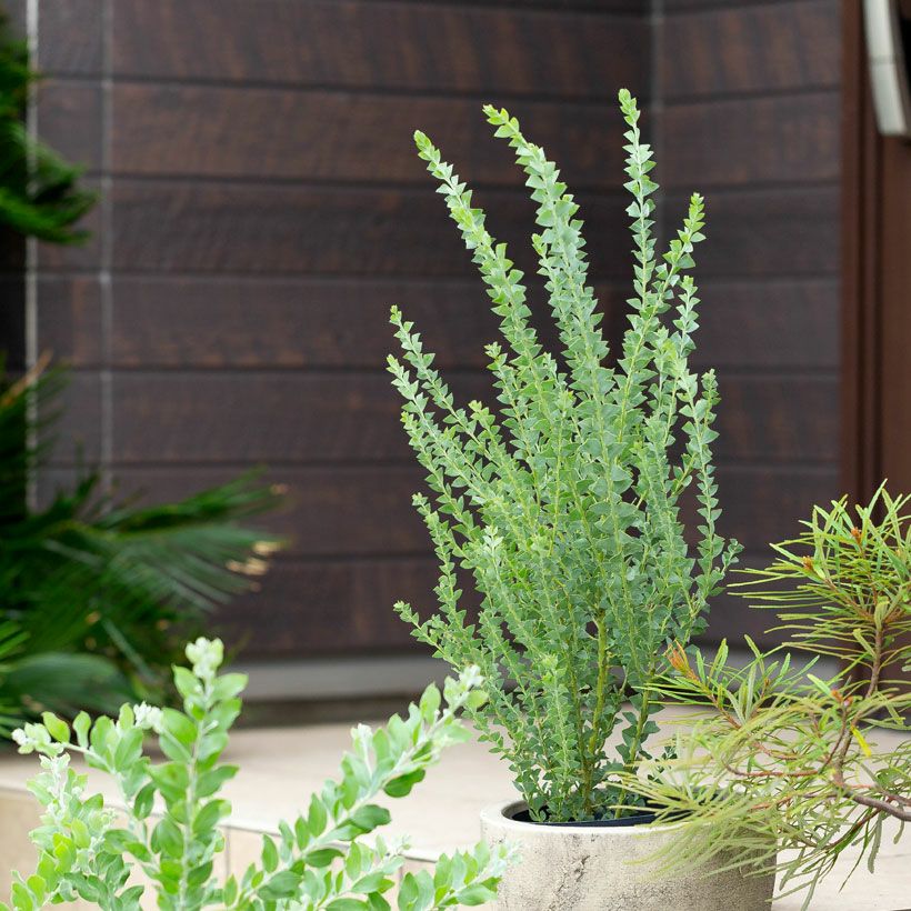三角葉アカシア（サンカクバ）の鉢植え：高さ60㎝｜e-花屋さん