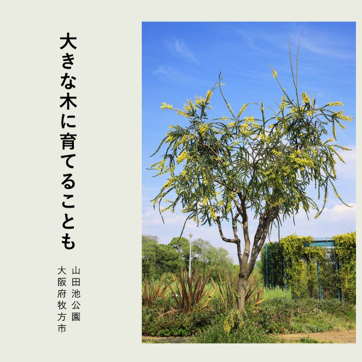 三角葉アカシア（サンカクバ）の鉢植え｜e-花屋さん