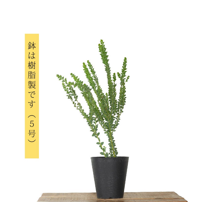 三角葉アカシア（サンカクバ）の鉢植え｜e-花屋さん