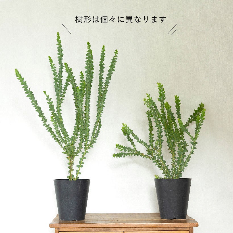三角葉アカシア（サンカクバ）の鉢植え｜e-花屋さん