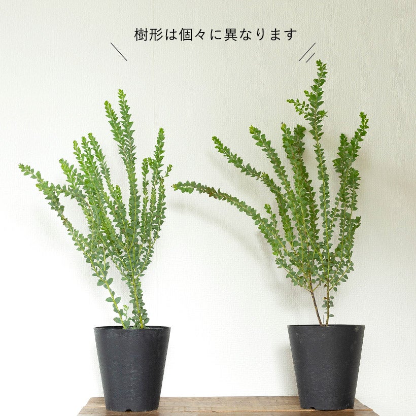 三角葉アカシア（サンカクバ）の鉢植え｜e-花屋さん