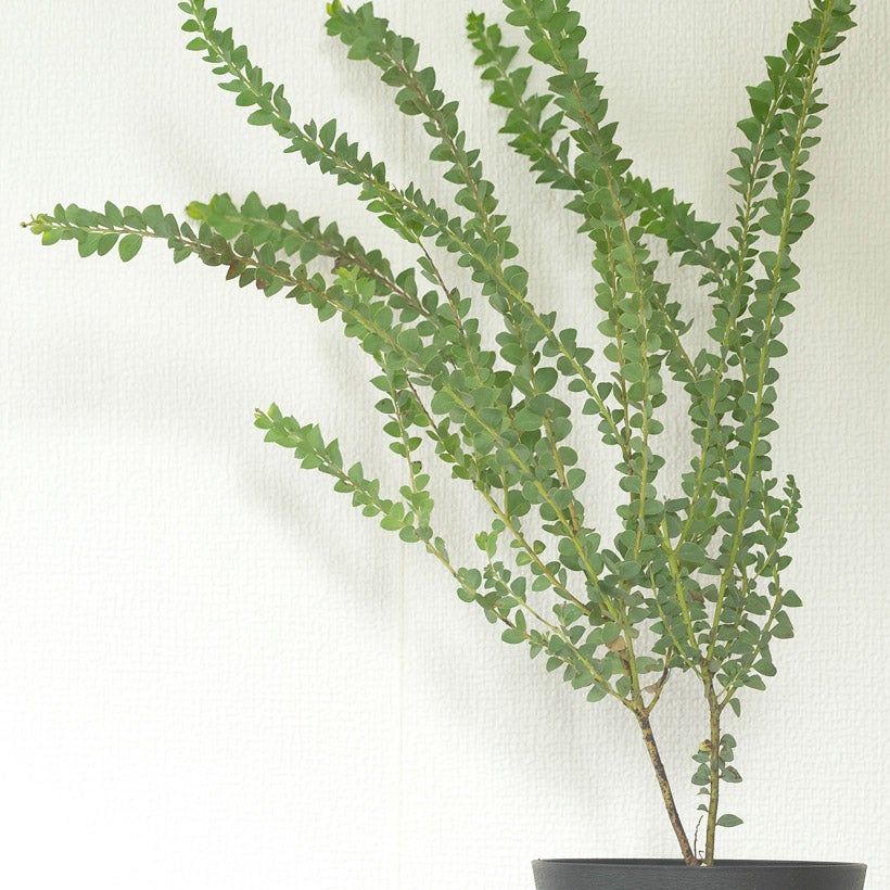 三角葉アカシア（サンカクバ）の鉢植え｜e-花屋さん