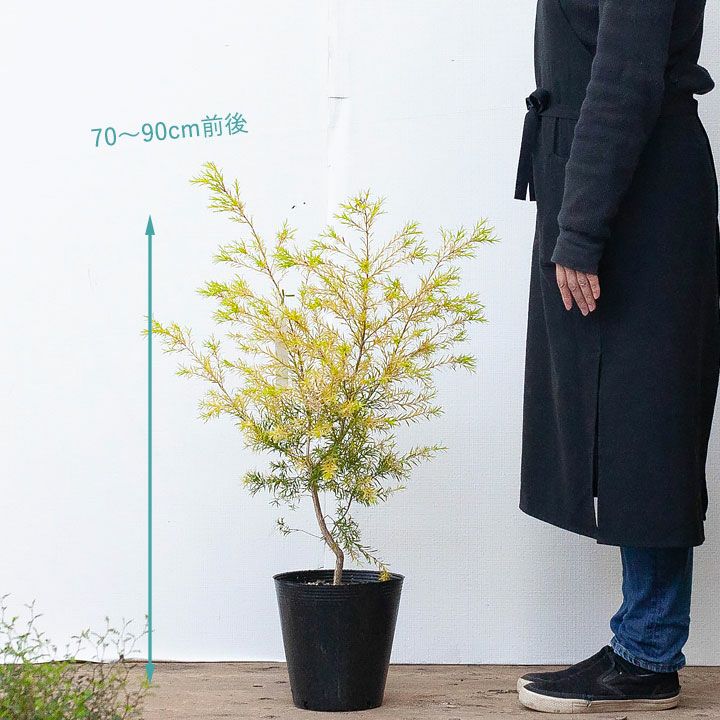 メラレウカ黄金品種レボリューションゴールド｜コバノブラシキ属