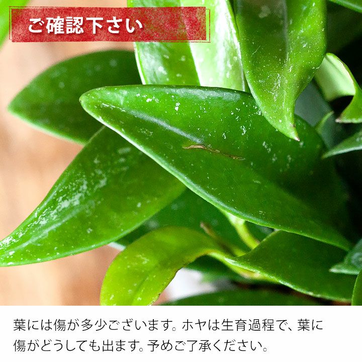 ホヤ（プビカリクス）シルバーピンク｜つるが伸びる品種！e花屋さん