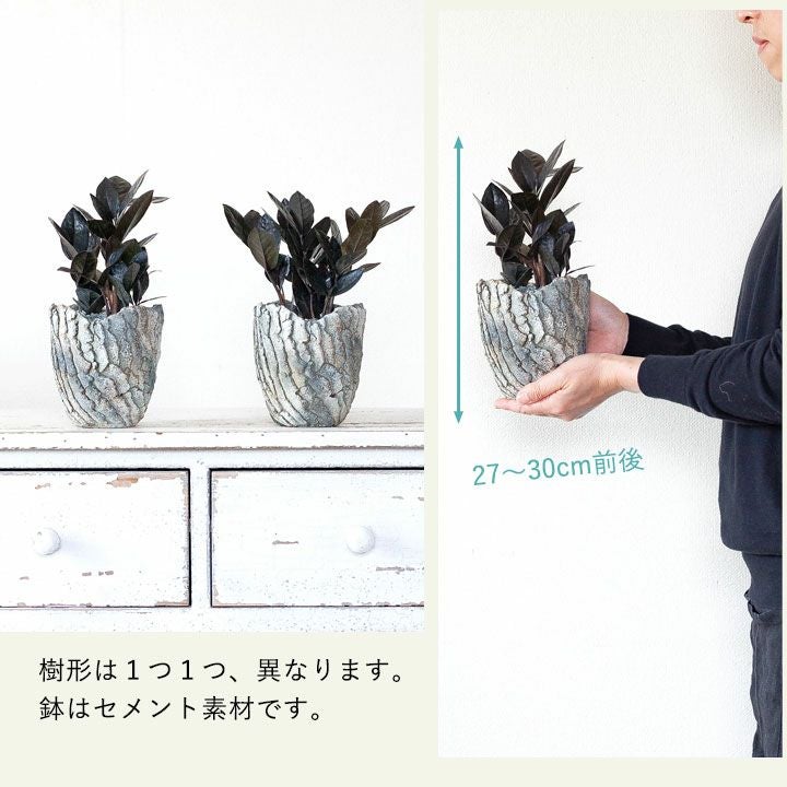 めずらしい黒葉のザミオクルカス「レイヴン」を、おしゃれな鉢で