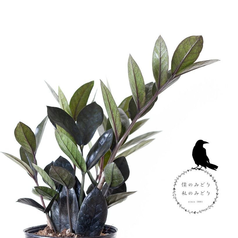 000000003081-10.jpg?size=l&w=