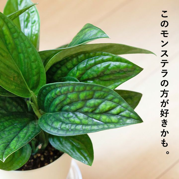 000000003089-02.jpg?size=l&w=