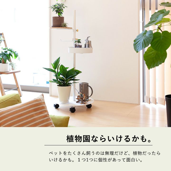 今はこのモンステラが人気！「シャトルコック」[公式] e-花屋さん