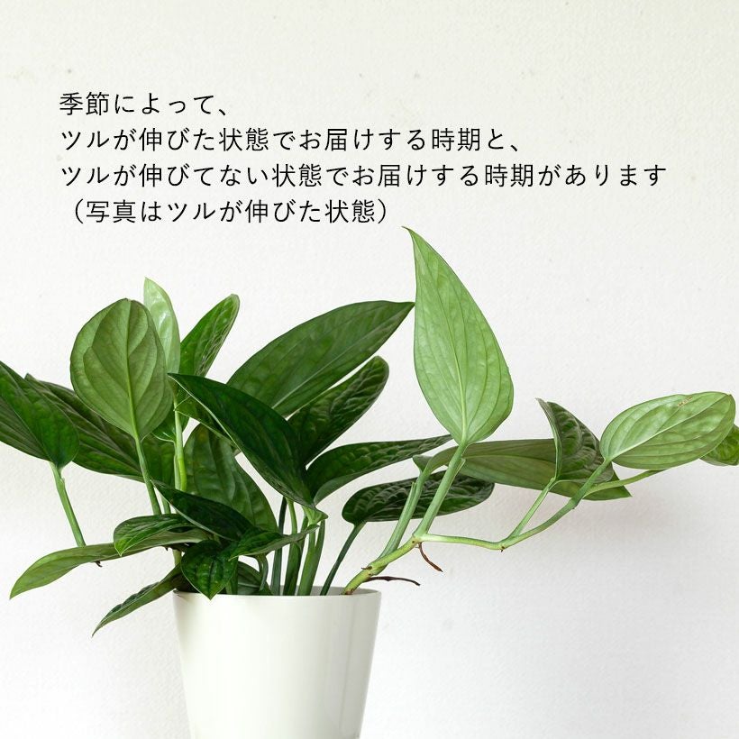 今はこのモンステラが人気！「シャトルコック」[公式] e-花屋さん