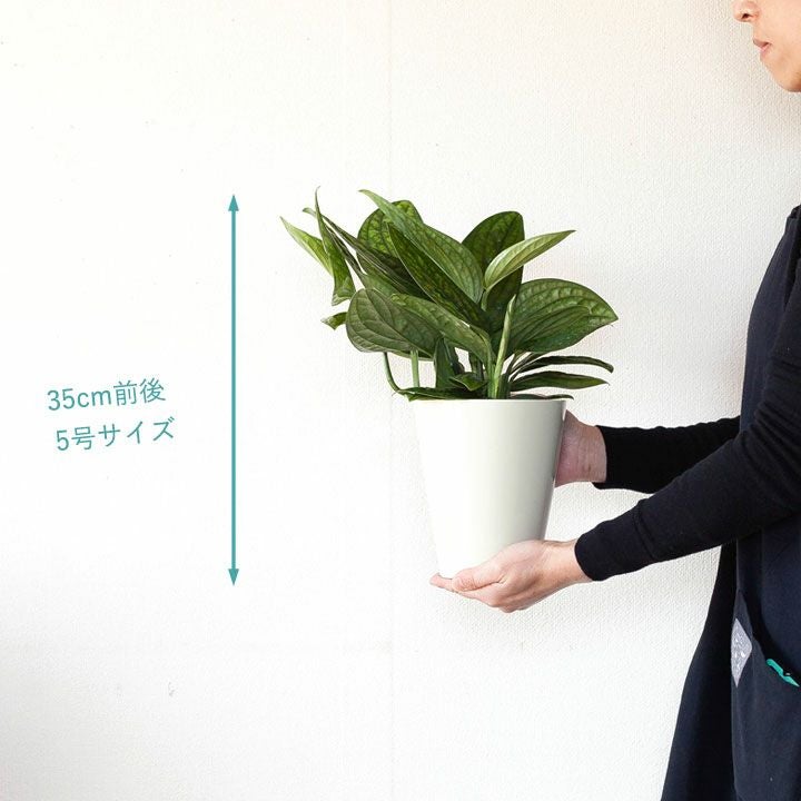 今はこのモンステラが人気！「シャトルコック」[公式] e-花屋さん
