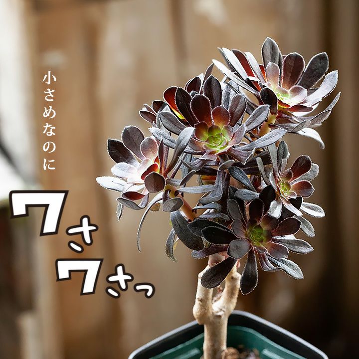 黒い多肉植物・黒法師｜挿し木も記載！育て方付き：値段安い苗type