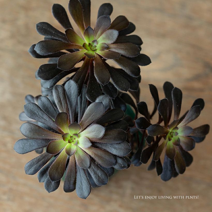 黒い多肉植物・黒法師｜挿し木も記載！育て方付き：値段安い苗type
