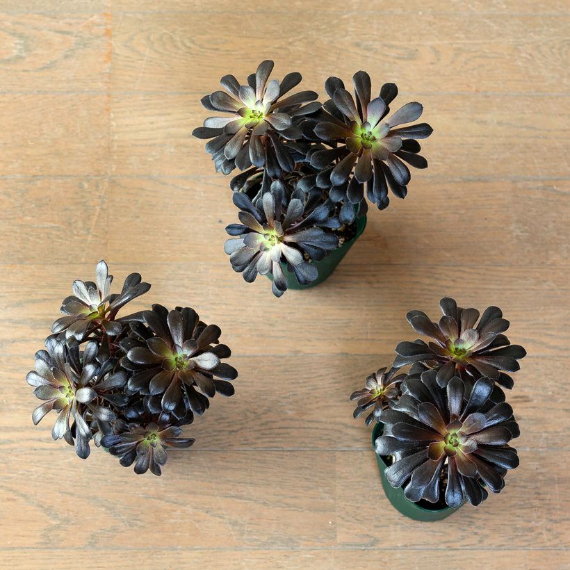 黒い多肉植物・黒法師｜挿し木も記載！育て方付き：値段安い苗type