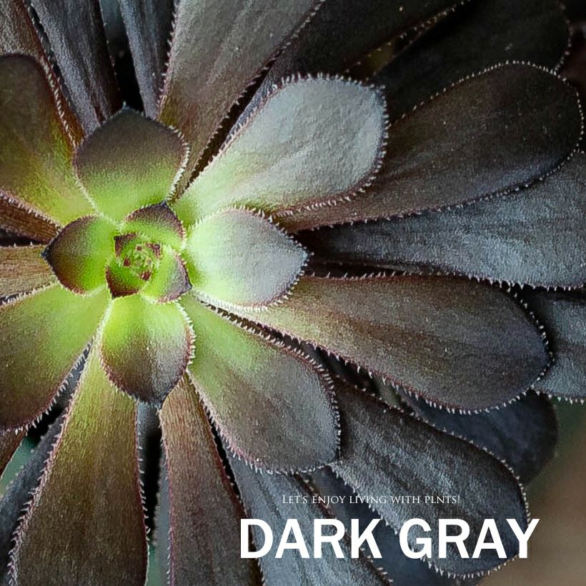 黒い多肉植物・黒法師｜挿し木も記載！育て方付き：値段安い苗type