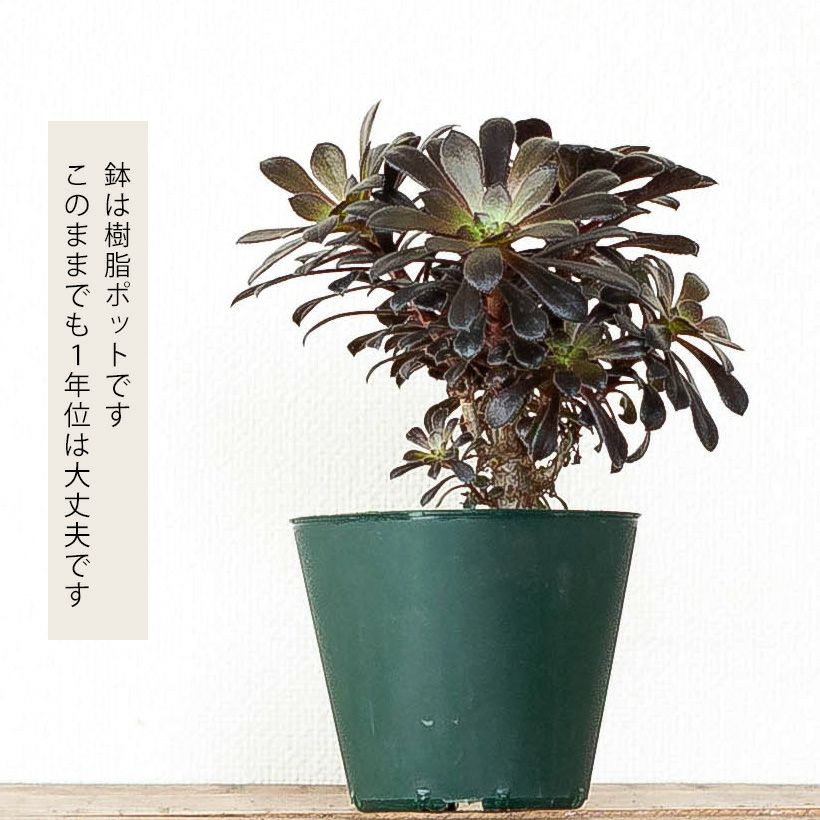 黒い多肉植物・黒法師｜挿し木も記載！育て方付き：値段安い苗type