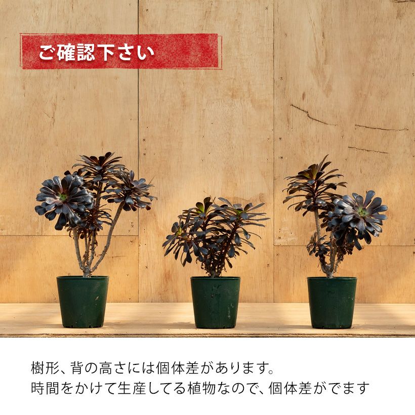 黒い多肉植物・黒法師｜挿し木も記載！育て方付き：値段安い苗type