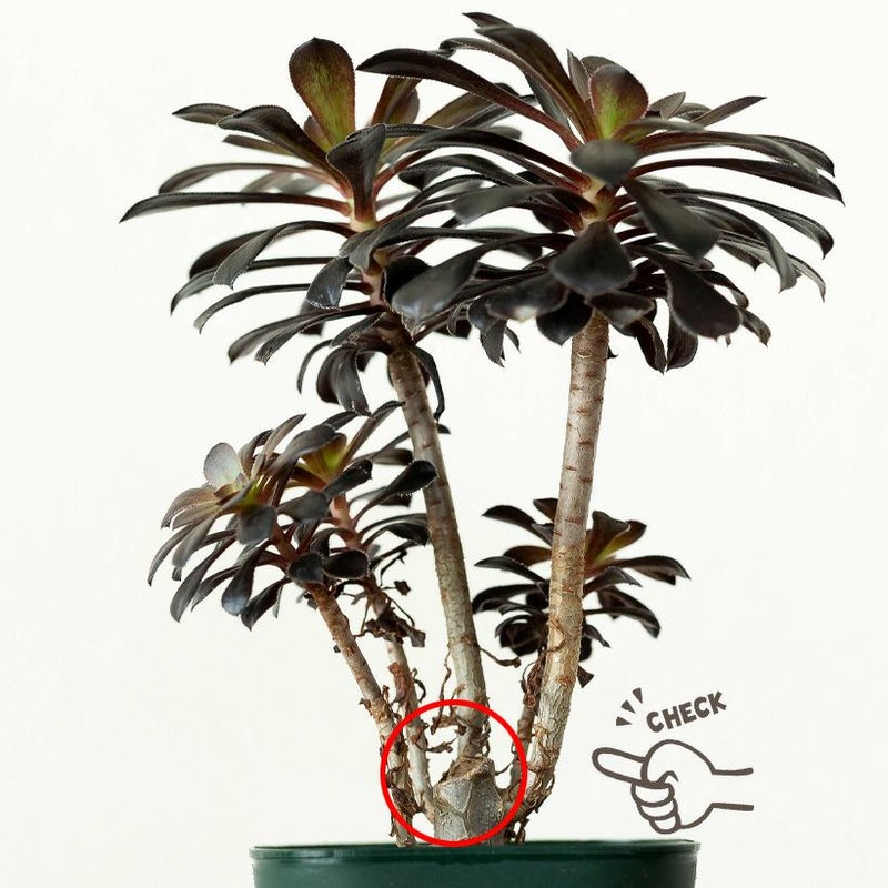 黒い多肉植物・黒法師｜挿し木も記載！育て方付き：値段安い苗type