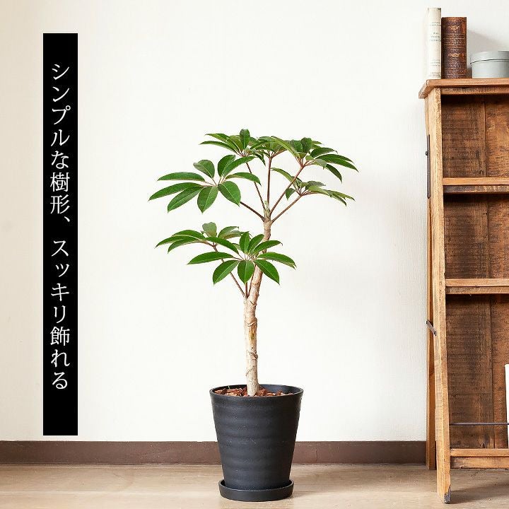 【観葉植物】ツピタンサス ツピタンサスLサイズ グレー陶器付き 210（カラー：グリーン）｜掌を