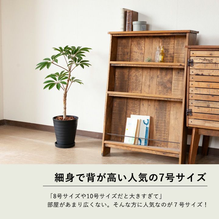 ツピタンサス・カリプトラツス（同梱不可商品） | [公式]e-花屋さん