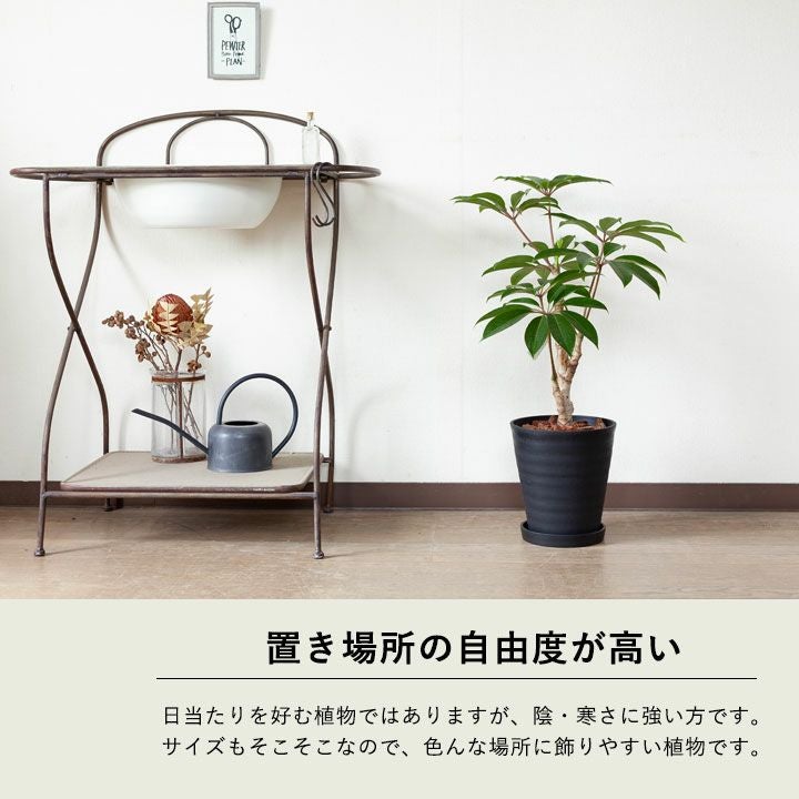 ツピタンサス・カリプトラツス（同梱不可商品） | [公式]e-花屋さん