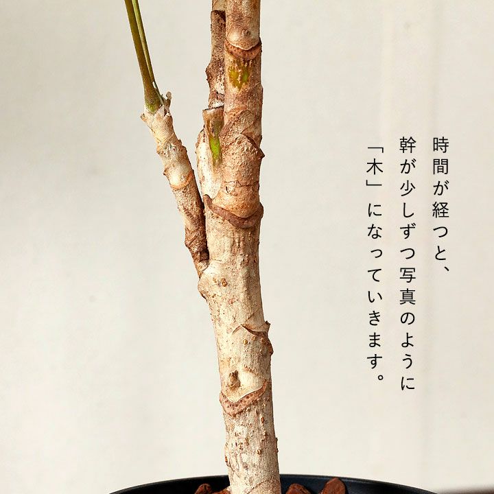 ツピタンサス　直接お渡し　or  配送　青森　秋田　岩手 楽天市場】ツピタンサスの通販