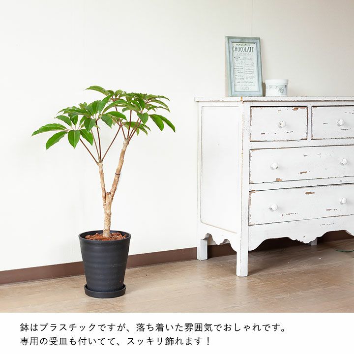 ツピタンサス　直接お渡し　or  配送　青森　秋田　岩手 楽天市場】ツピタンサスの通販
