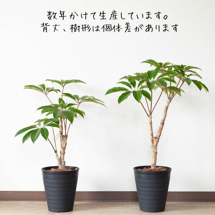 ツピタンサス・カリプトラツス（同梱不可商品） | [公式]e-花屋さん