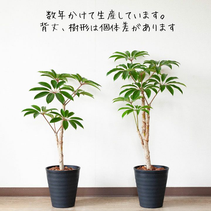 【観葉植物】ツピタンサス ツピタンサスLサイズ グレー陶器付き 210（カラー：グリーン）｜掌を