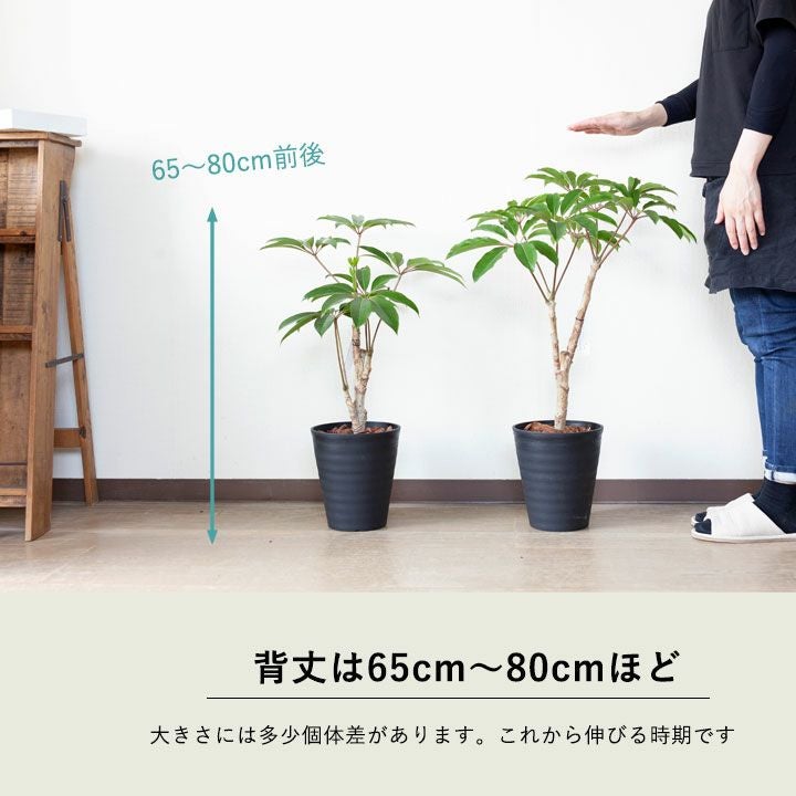 ツピタンサス・カリプトラツス（同梱不可商品） | [公式]e-花屋さん