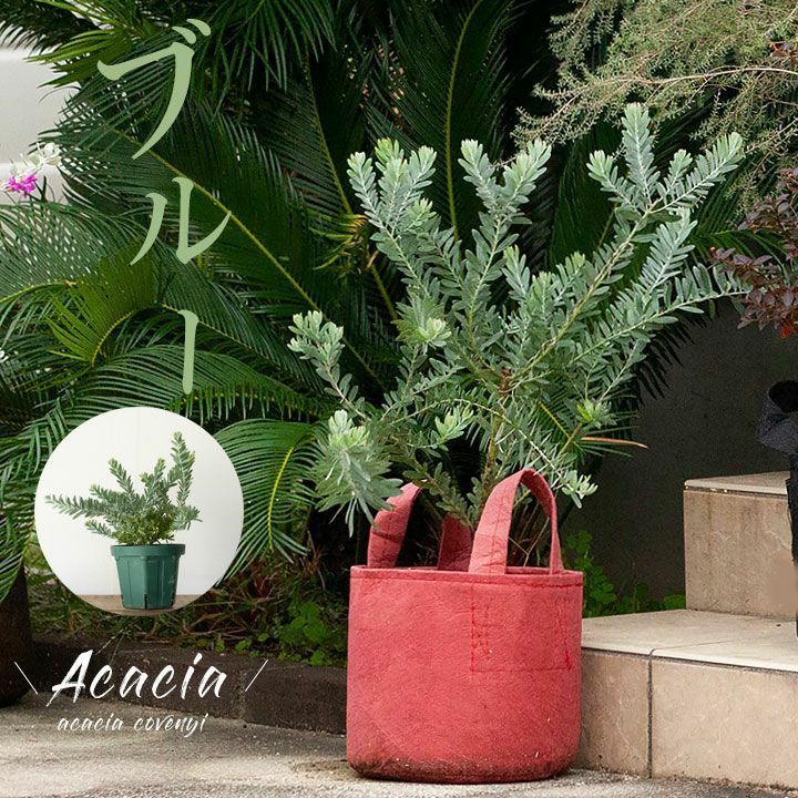 アカシアブルーブッシュ鉢植え｜育て方（幹を太くする剪定）付き