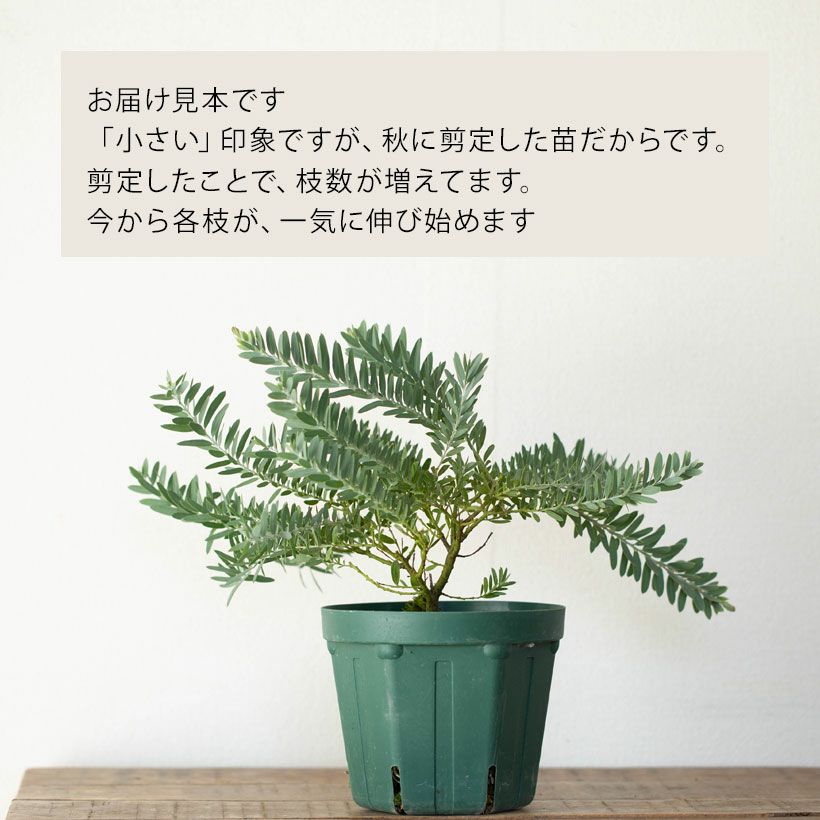 アカシアブルーブッシュ鉢植え｜育て方（幹を太くする剪定）付き